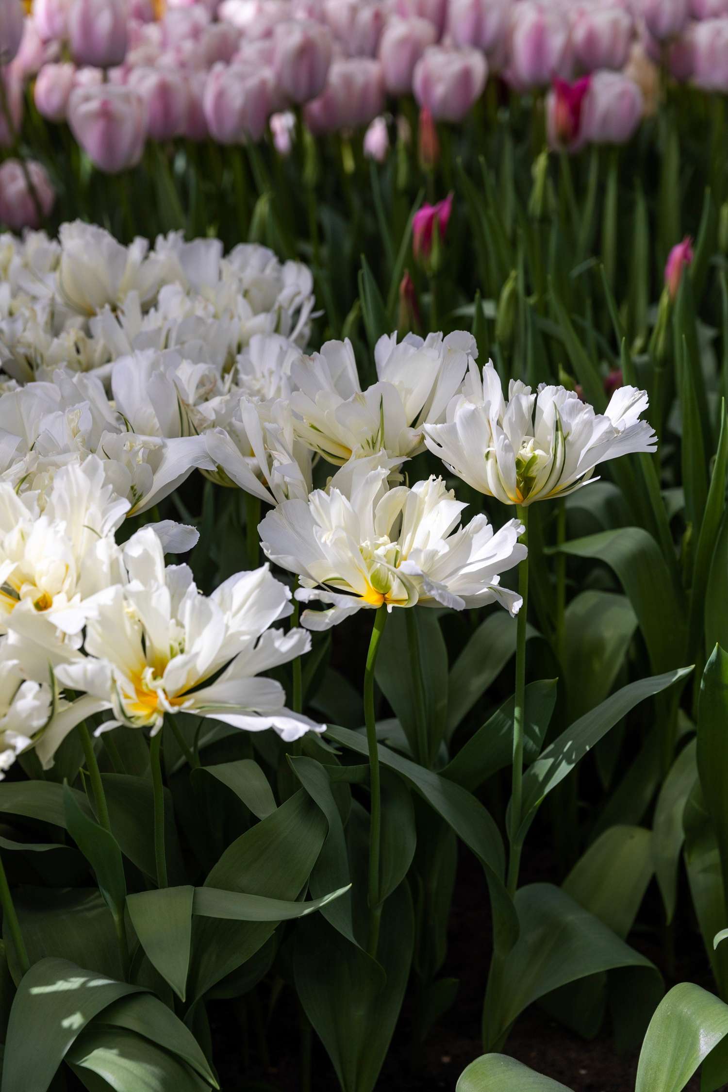 Tulip 'White Valley'